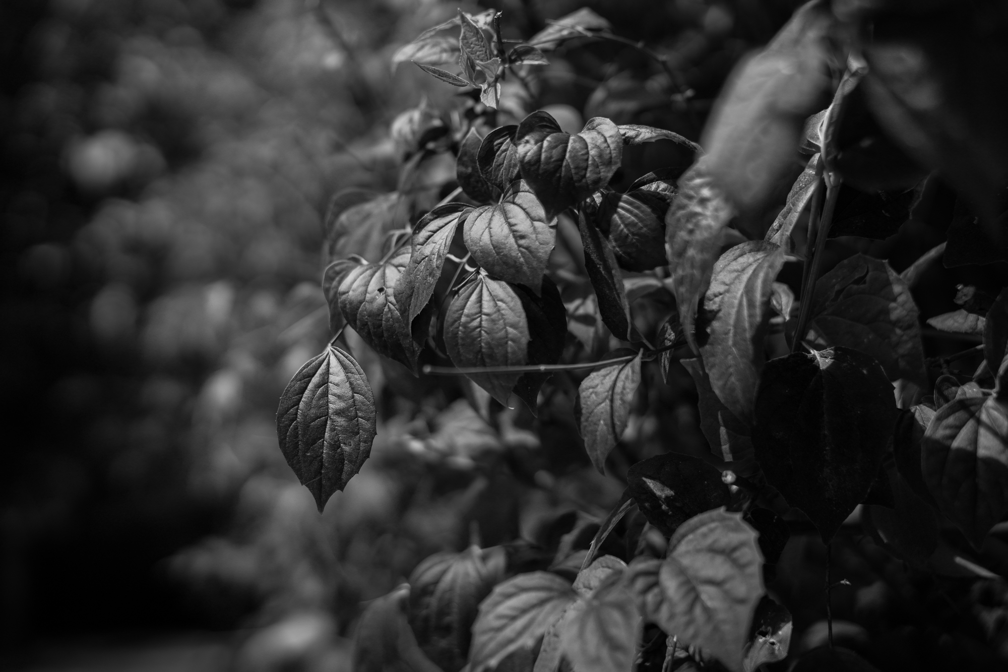 Obiektyw Voigtlander Nokton II 50 mm f/1,2 do Leica M